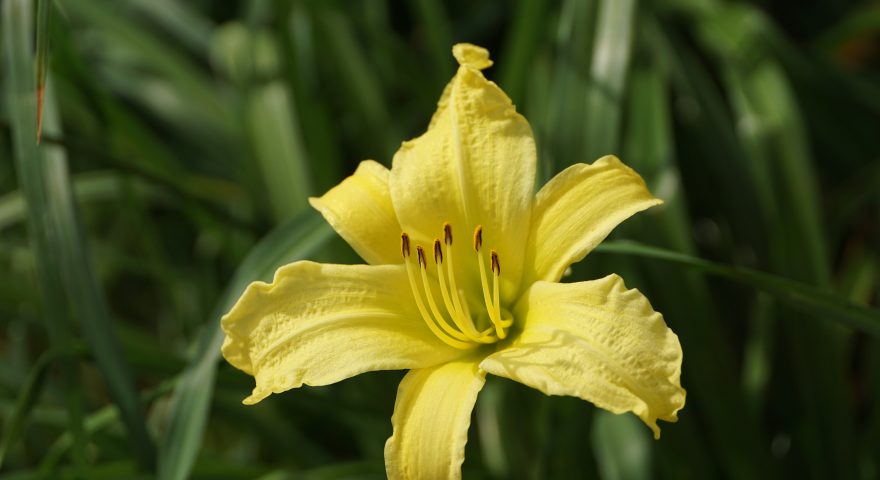 Drought Tolerant Plants