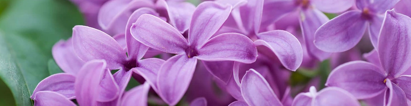 CAREER OPPORTUNITIES