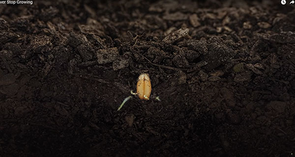 Never Stop Growing