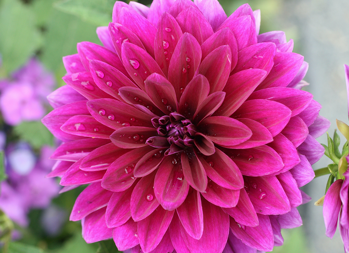 Dahlia