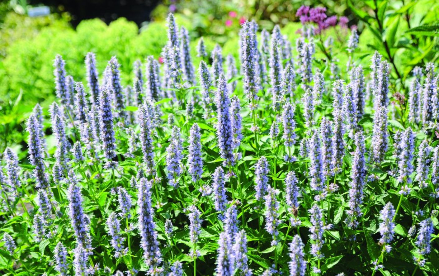 Lavender