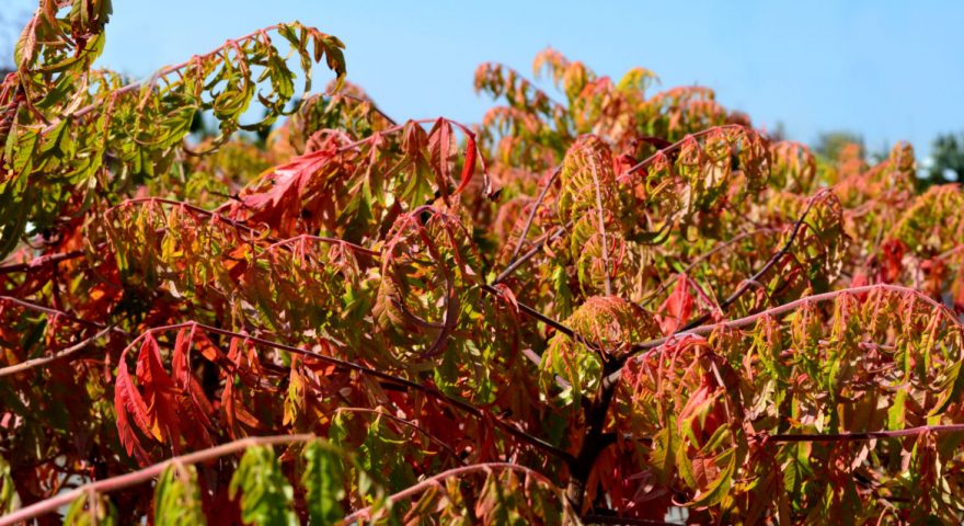 Fall is for Planting Trees, Shrubs & Perennials