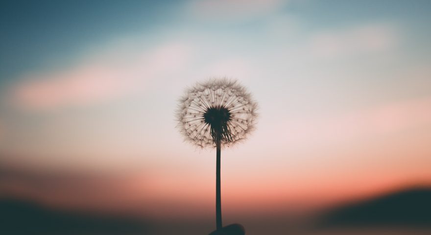 Every Plant Has A Place