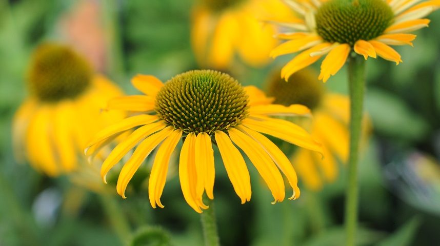 Gardening With Perennials