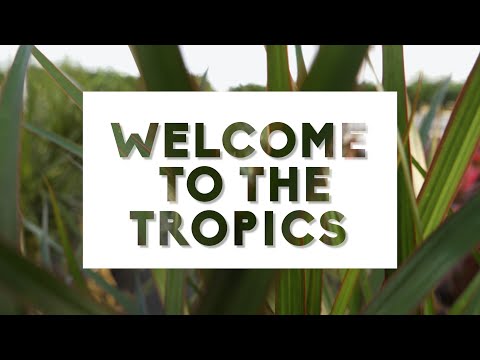 welcome to the tropics