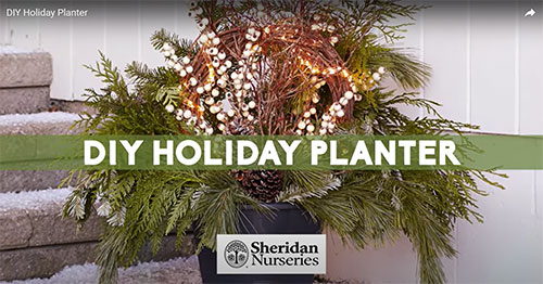 DIY Holiday Planter